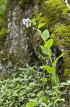 Virginia bluebells